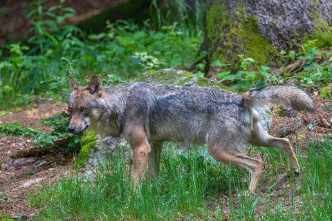 Eurasian wolf (Canis lupus lupus), marking its territory with urine, captive, Bavaria, Germany