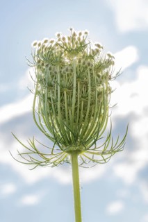 An eye-catching Queen Anne's lacecap grows tall, displaying its intricate structure and delicate