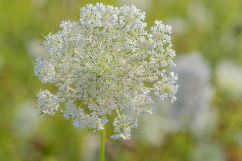 A cluster of wildflowers stands tall in a bright green meadow under bright sunlight. The delicate