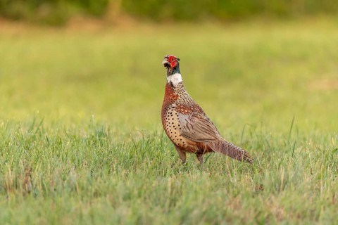 A colourful pheasant stands proudly in a lush green field as the golden light of dusk illuminates
