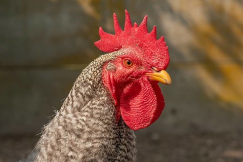 A proud rooster stands prominently in a lively platypus swaying in the warm morning sun. Its