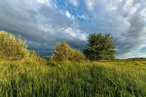 A vibrant landscape with dense green shrubs and trees surrounded by tall grass. The sky is partly