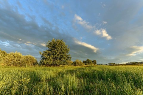 A lush field of bright yellow wildflowers stretches across the landscape. Tall grasses sway gently