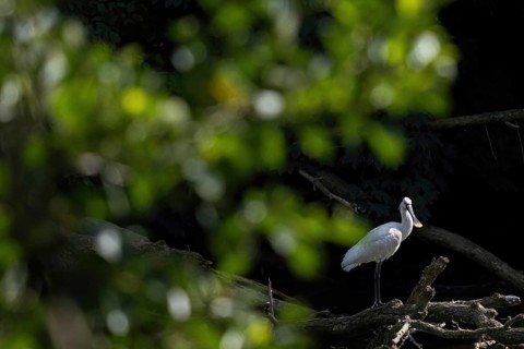 A spoonbill (Platalea leucorodia) standing on a tree trunk, surrounded by bright foliage and