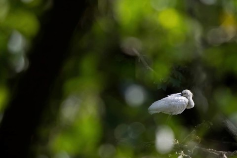 A spoonbill (Platalea leucorodia) resting in a quiet, green environment, Hesse, Germany