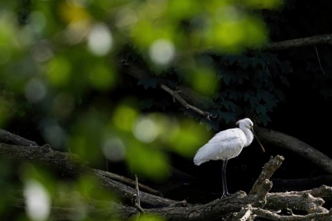 A spoonbill (Platalea leucorodia) resting on a tree trunk, light-coloured leaves as bokeh in the