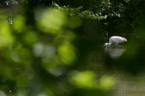 A spoonbill (Platalea leucorodia) foraging in the water, light-coloured leaves as bokeh in the