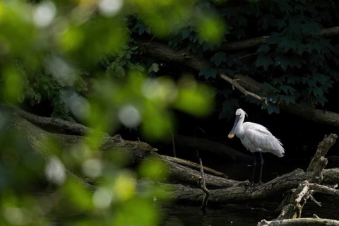 A spoonbill (Platalea leucorodia) standing on a tree trunk at the water's edge, light-coloured