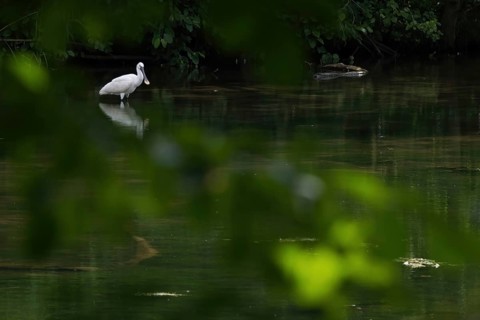 A spoonbill (Platalea leucorodia) stands quietly in the river, surrounded by greenery, Hesse,