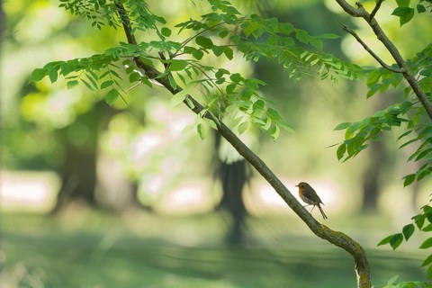 A robin (Erithacus rubecula) sitting on a branch in a green forest, Hesse, Germany