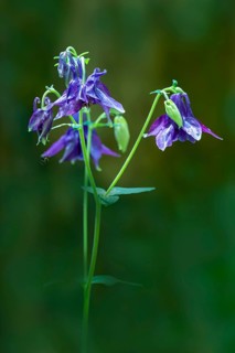 European columbine, common columbine or wood columbine (Aquilegia vulgaris), Bavaria, Germany