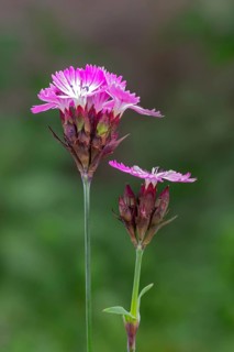Carthusian carnation (Dianthus carthusianorum), Schwaz, Tyrol, Austria