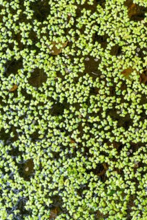 Common duckweed (Lemna minor), Filz wetland, Wörgl, Tyrol, Austria