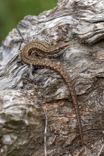 Forest lizard (Zootoca vivipara), or mountain lizard or bog lizard, captive, Bavaria, Germany