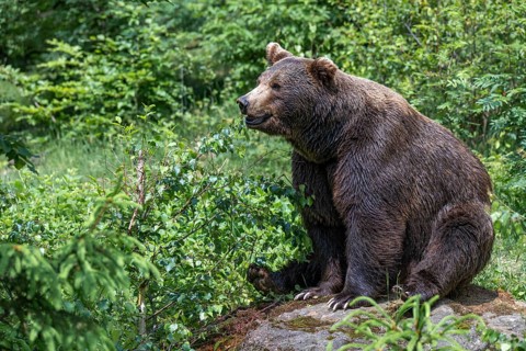 European brown bear or Eurasian brown bear (Ursus arctos arctos), sitting on a stone in the forest,
