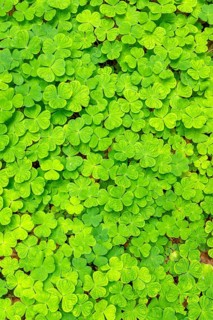 Wood sorrel (Oxalis acetosella), Bavaria, Germany