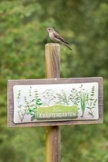 Grey flycatcher (Muscicapa striata), sitting on a board with the inscription Mein Kräutergarten),