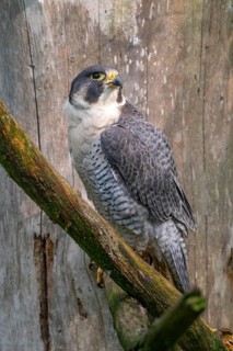 Peregrine falcon (Falco peregrinus), sitting on a tree, captive, Bavaria, Germany