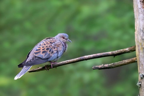 Turtle dove (Streptopelia turtur), sitting on a branch, captive, Bavaria, Germany
