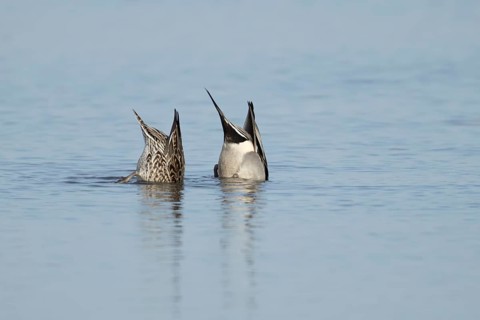 Northern pintail duck (Anas acuta) adult male and female birds feeding on a lake, England, United