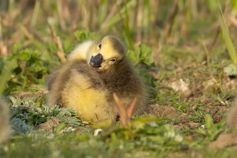 Canada goose (Branta canadensis) juvenile baby gosling bird resting on grassland, England, United