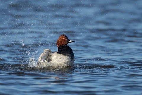Pochard duck (Aythya ferina) adult male bird bathing on a lake, England, United Kingdom