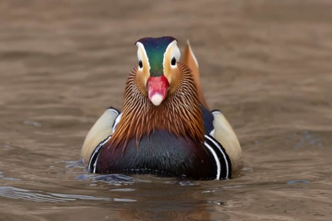 Mandarin duck (Aix galericulata) adult male bird on a lake, England, United Kingdom