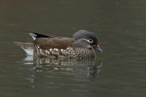 Mandarin duck (Aix galericulata) adult female bird on a lake, England, United Kingdom