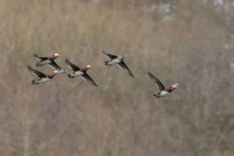 Mandarin duck (Aix galericulata) adult female and four male birds in flight, England, United
