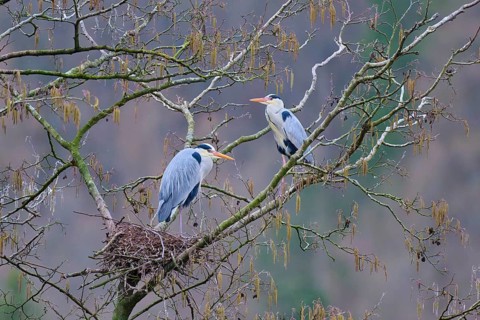 Grey heron (Ardea cinerea), two herons in a tree, one in the nest, the other on a branch,