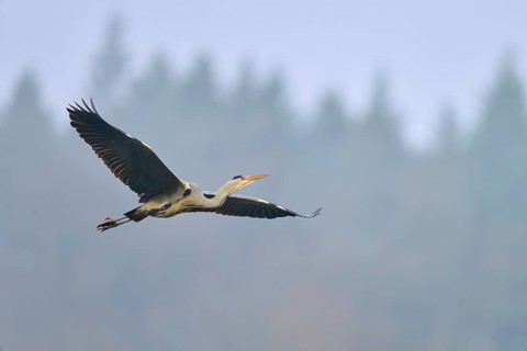 Grey heron (Ardea cinerea), flying majestically over a misty forest background in the blue sky,