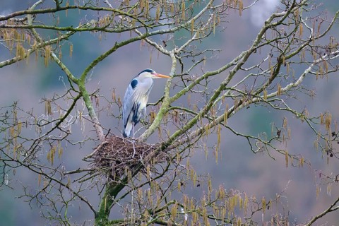 Grey heron (Ardea cinerea), sitting in a nest on a tree branch and gazing into the distance on a