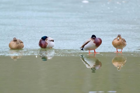 Mallard (Anas platyrhynchos), four ducks resting on a patch of ice, surrounded by reflecting water,