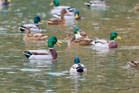 Mallard (Anas platyrhynchos), drakes and ducks swimming peacefully in a natural body of water,