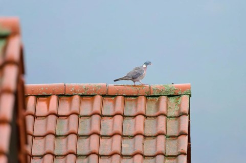 A wood pigeon (Columba palumbus), walking on a moss-covered tiled roof under a grey sky,