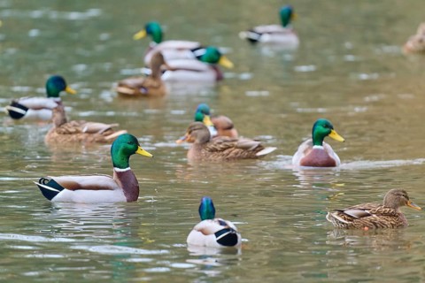 Mallard (Anas platyrhynchos), ducks in a large group swimming in calm waters, winter, Amorbach,