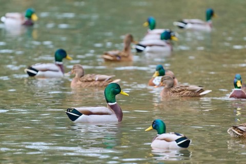 Mallard (Anas platyrhynchos), group of ducks swimming relaxed in the water, harmonious nature