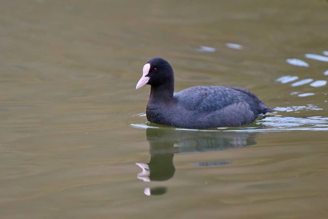 A coot (Fulica atra), swimming calmly on a lake, with a clear reflection in the greenish water,