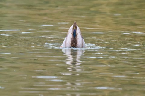Mallard (Anas platyrhynchos), duck dipping its head under water, winter, Amorbach, Bavaria, Germany