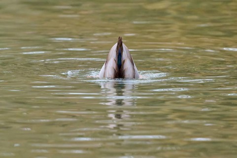 Mallard (Anas platyrhynchos), duck diving headfirst into the water, winter, Amorbach, Bavaria,