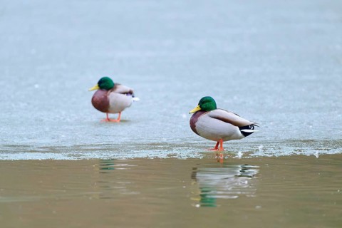 Mallard (Anas platyrhynchos), two ducks standing on ice near a water surface with reflection,