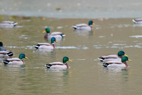 Mallard (Anas platyrhynchos), ducks swimming comfortably on a quiet pond, winter, Amorbach,