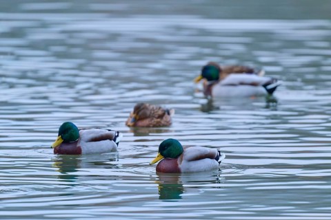 Mallard (Anas platyrhynchos), group of ducks swimming in calm water, winter, Amorbach, Bavaria,