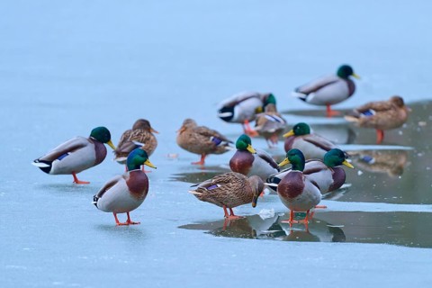 Mallard (Anas platyrhynchos), numerous ducks resting on partly frozen lake with dark water, winter,