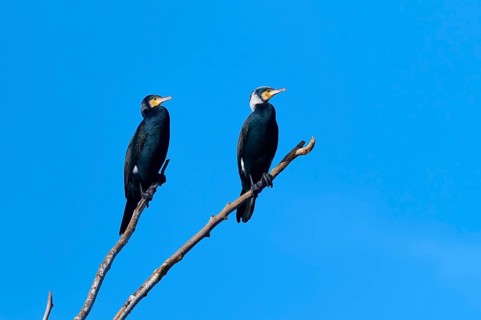 Cormorant (Phalacrocorax carbo), two birds sitting next to each other on a branch against a blue