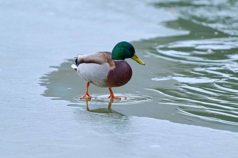 Mallard (Anas platyrhynchos), drake standing on the frozen water surface, winter, Amorbach,