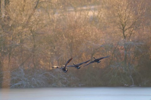 Three Canada geese (Branta canadensis), flying over a winter landscape with trees and morning
