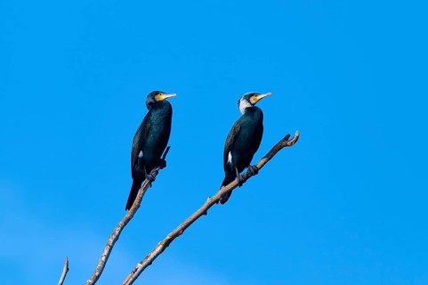 Cormorant (Phalacrocorax carbo), two birds resting on a branch in front of a bright blue sky,