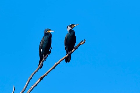 Cormorant (Phalacrocorax carbo), two birds on a branch with blue background sky, winter, Reinheimer