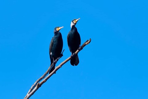 Cormorant (Phalacrocorax carbo), two resting on a branch under a clear, bright blue sky, winter,
